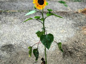 九九在线免费视频:耐旱花卉——小型植物之美 好养耐旱花